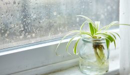 Umidità ottimale in casa: qual è il livello ideale?